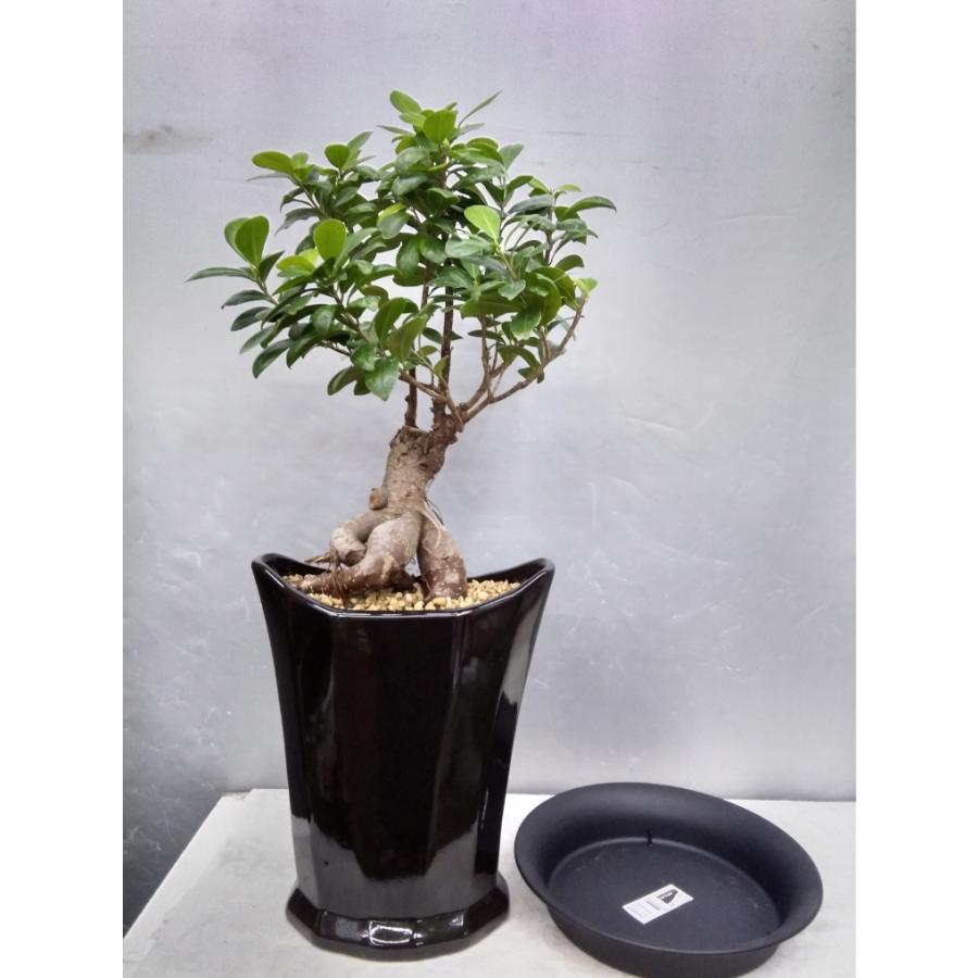 ガジュマル黒横長陶器植え ガジュマロ 現品売り 受け皿付き６２ｃｍ 贈り物 御祝などに Gazyumarukuro お花屋さん 明花園 通販 Yahoo ショッピング