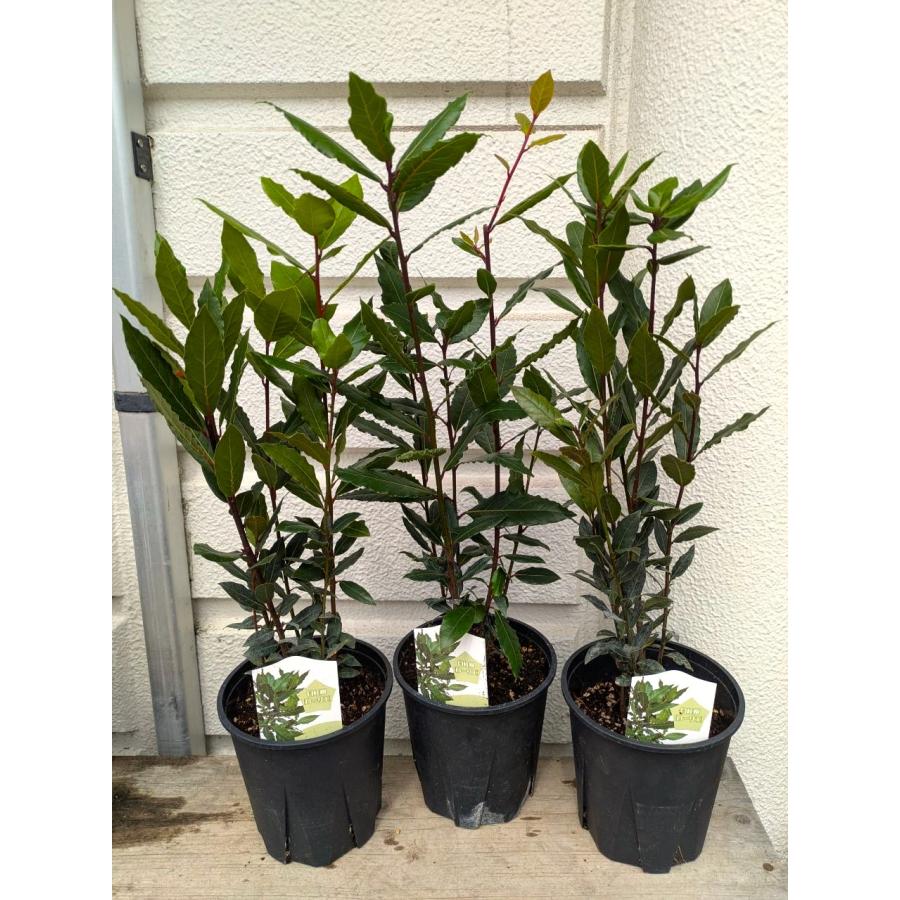 月桂樹(ゲッケイジュ）ローリエ5〜6本植え・5号苗用鉢高さ60cm位