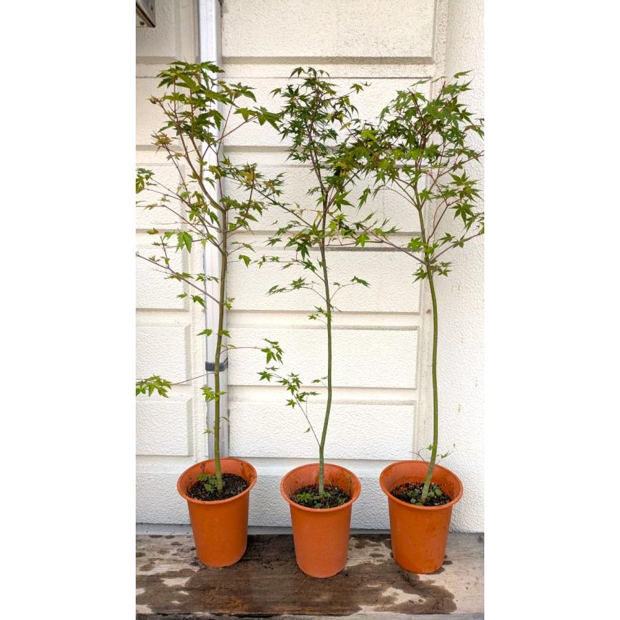 もみじ苗　100本 いろはモミジ苗 6号茶プラ鉢植え 鉢底から高さ100〜105cm位