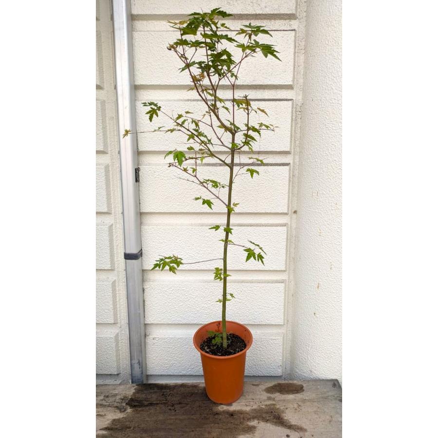 イロハモミジ　H1.8m(鉢底から) いろはモミジ苗 6号茶プラ鉢植え 鉢底から高さ100〜105cm位