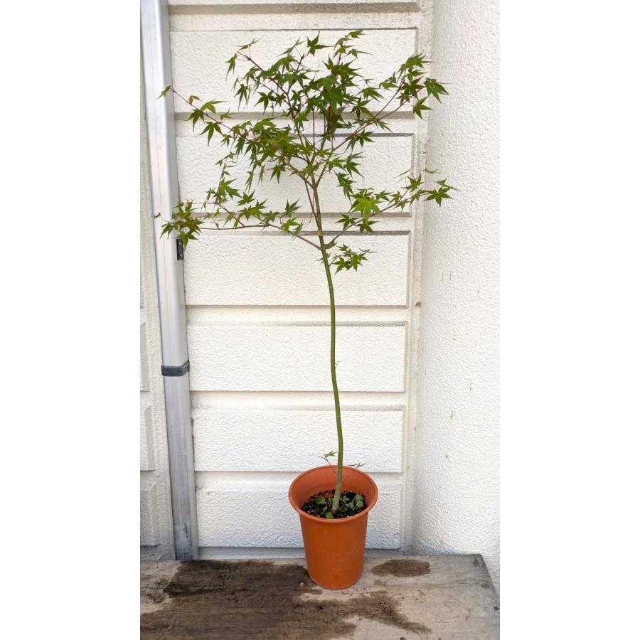 いろはモミジ苗 6号茶プラ鉢植え 鉢底から高さ100〜105cm位