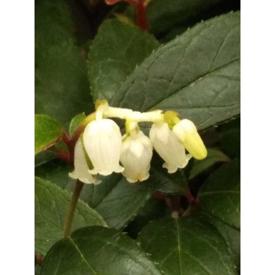 丈夫な品種 アキシラリス 西洋岩南天 セイヨウイワナンテン スズランの様な小さい白い花 Iwananakisi お花屋さん 明花園 通販 Yahoo ショッピング