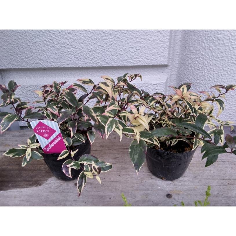 葉が斑入り トリカラー 西洋岩南天 セイヨウイワナンテン Iwanantori お花屋さん 明花園 通販 Yahoo ショッピング