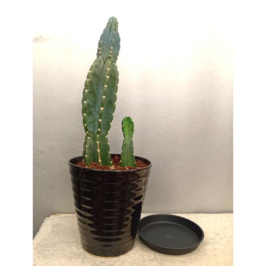 トゲ無し柱サボテン2本立ち 67cm・鬼面角（現品売り） 黒陶器鉢植え
