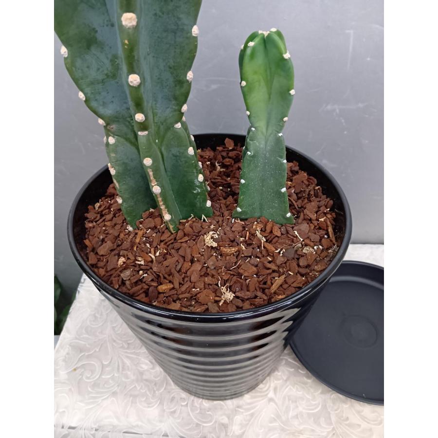 トゲ無し柱サボテン2本立ち 67cm・鬼面角（現品売り） 黒陶器鉢植え