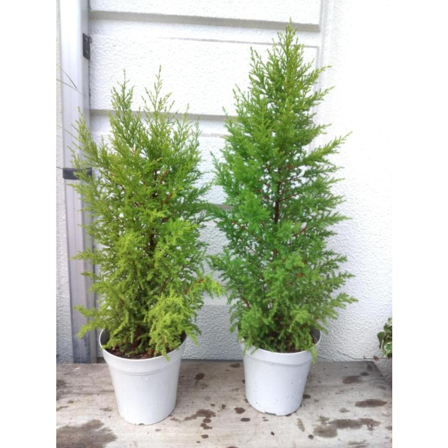 ゴールドクレスト５号鉢 ５０ ６０ｃｍ コニファー Kuresuto3 お花屋さん 明花園 通販 Yahoo ショッピング