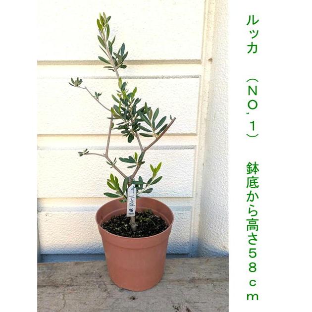 ☆オリーブの木・（ルッカ・シプレシーノ・アーベキーナなど