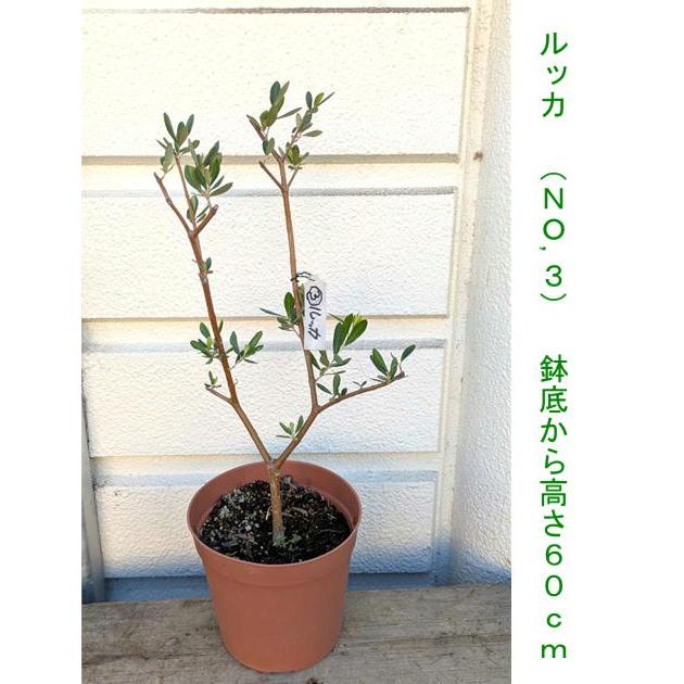 超逸品。仕立てオリーブ ルッカ1.4M(鉢底から)品番B 超逸品。オリーブ ルッカ2.9M(鉢底から) - メルカリ
