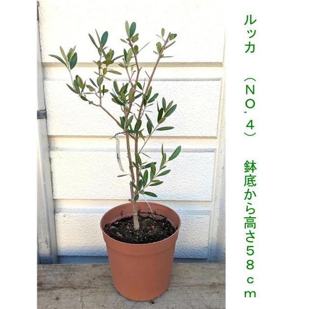 超逸品。仕立てオリーブ ルッカ1.4M(鉢底から)品番D 超逸品。仕立てオリーブ ルッカ1.4M(鉢底から)品番B 【公式通販】