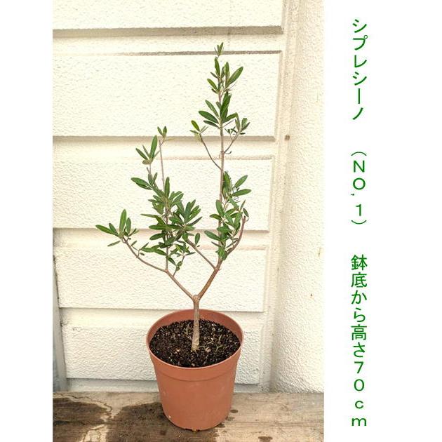☆オリーブの木・（ルッカ・シプレシーノ・アーベキーナなど）【現品