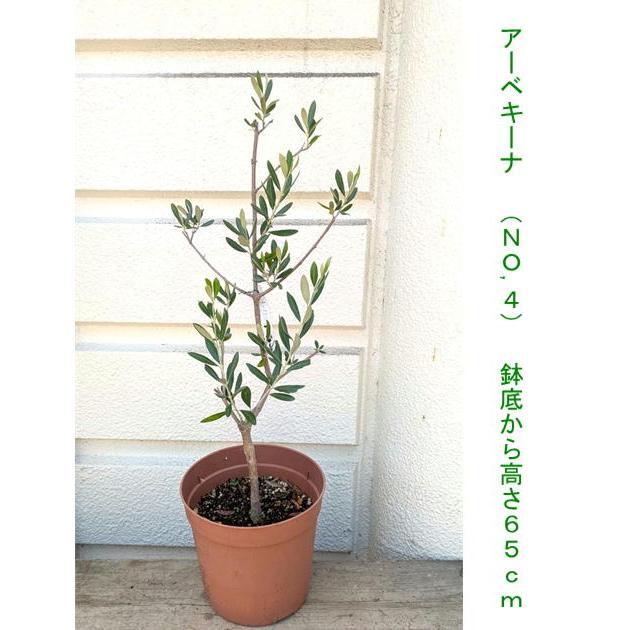 ☆オリーブの木・（ルッカ・シプレシーノ・アーベキーナなど）【現品