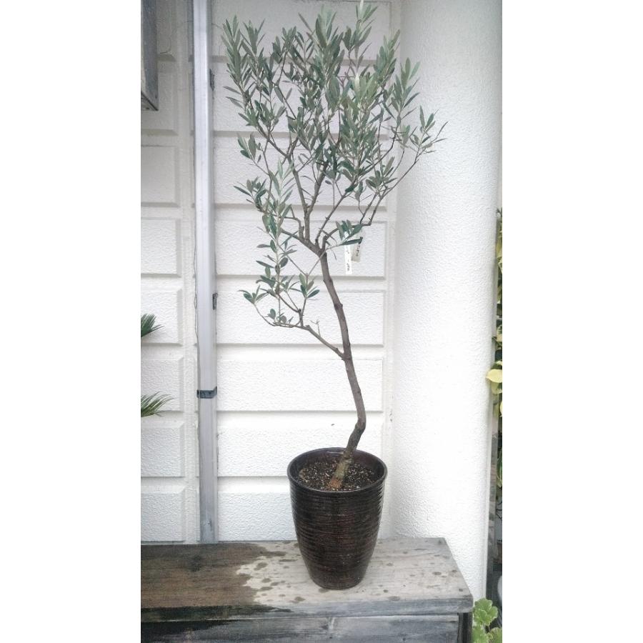 オリーブの木 マンザニロ 陶器鉢植え 現品売り １２５ｃｍ Manzato1 お花屋さん 明花園 通販 Yahoo ショッピング