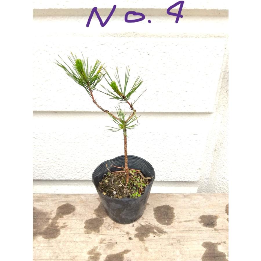赤松『樹高約200㎝』引き取り限定。配達も可能。配達の場合、植込み