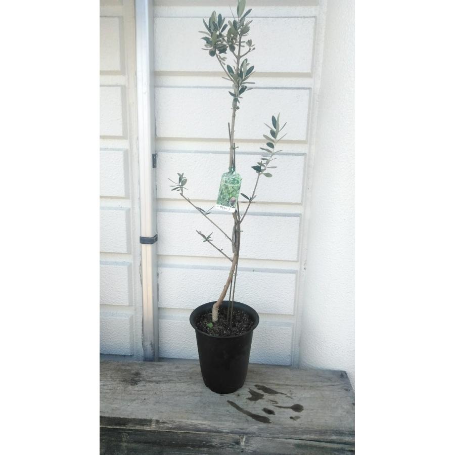 希少品種 マウリーノ 現品売り オリーブの木７号鉢植え １００ｃｍ Mauri5 お花屋さん 明花園 通販 Yahoo ショッピング