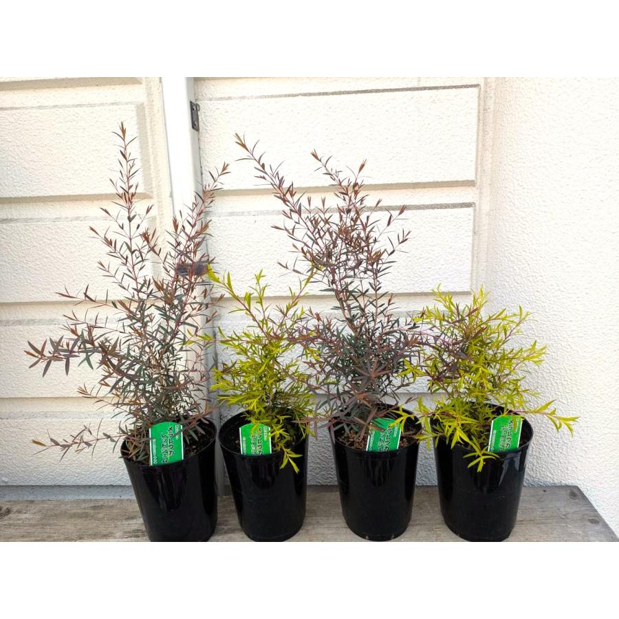 メラレウカ （レッドジェム・レボリューションゴールド） 5号プラ