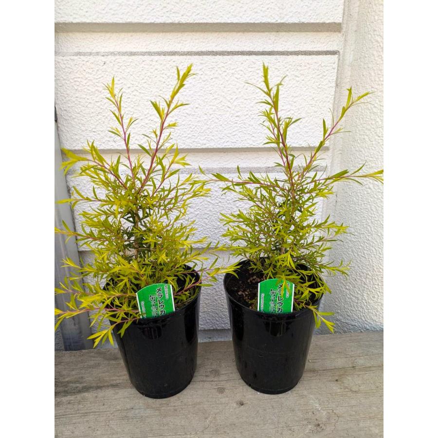 メラレウカ （レッドジェム・レボリューションゴールド） 5号プラ