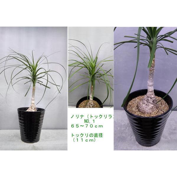 下部の葉をカットした ノリナ７０cm位 トックリラン ポニーテール 黒陶器植え Norina50 お花屋さん 明花園 通販 Yahoo ショッピング