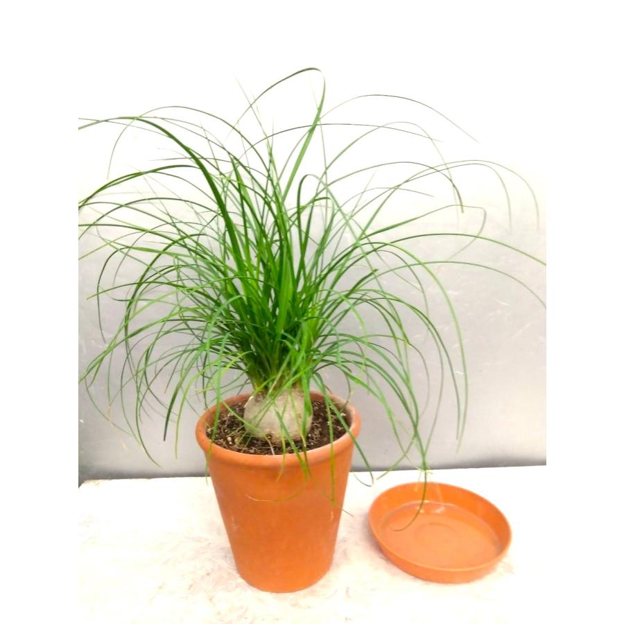 ☆トックリラン素焼き陶器鉢植 45cm【現品売り】（ノリナ 
