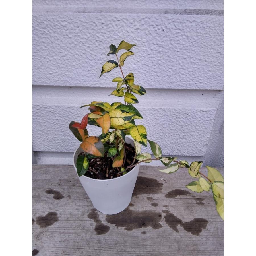 秋の赤い紅葉が綺麗 黄金カズラ 五色カズラ テイカカズラ属 4号鉢苗 おうごんかずら ごしきかずら O Gon4 お花屋さん 明花園 通販 Yahoo ショッピング