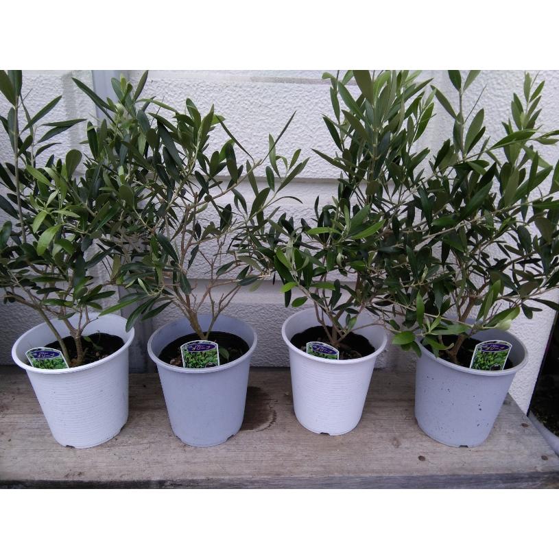 小さなオリーブの木 ５号プラ鉢植え 品種選択 根元から高さ40 ６０ｃｍ Or V5 お花屋さん 明花園 通販 Yahoo ショッピング