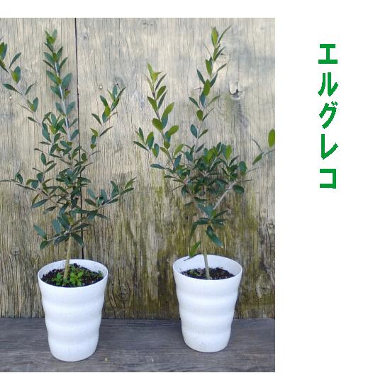 小さなオリーブの木 ５号プラ鉢植え 品種選択 根元から高さ40 ６０ｃｍ Or V5 お花屋さん 明花園 通販 Yahoo ショッピング