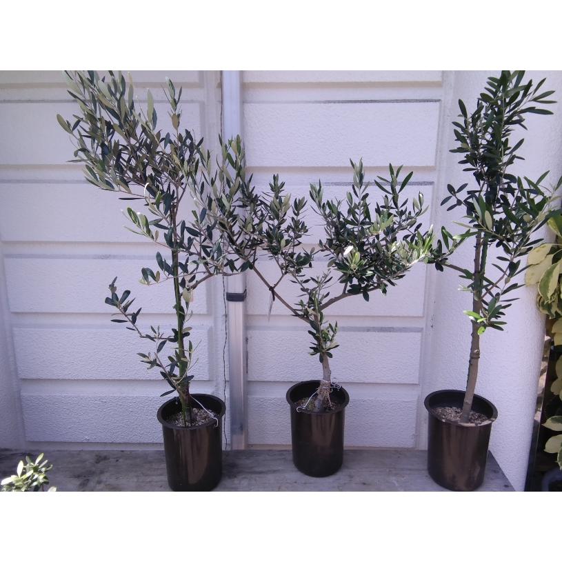 オリーブの木６号 現品写真を選択 生産者 創樹 ７５ ８５ｃｍ Oriev6 80 お花屋さん 明花園 通販 Yahoo ショッピング