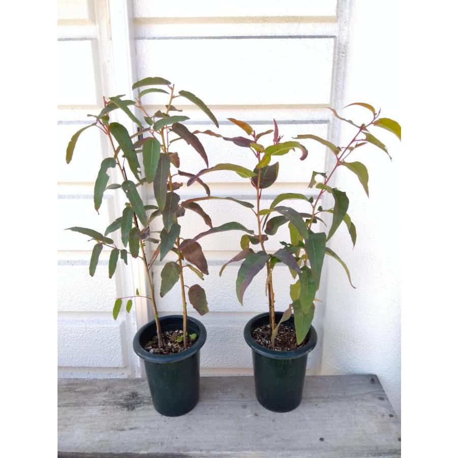 幸せな香り レモンユーカリ2本植え 5号鉢底から高さ50 60ｃｍ位 Remonyuukari1001 お花屋さん 明花園 通販 Yahoo ショッピング