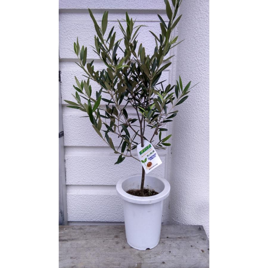 成長が早く育てやすい 品種 ひなかぜ オリーブの木７号鉢 ９０ｃｍ Ruka5m お花屋さん 明花園 通販 Yahoo ショッピング