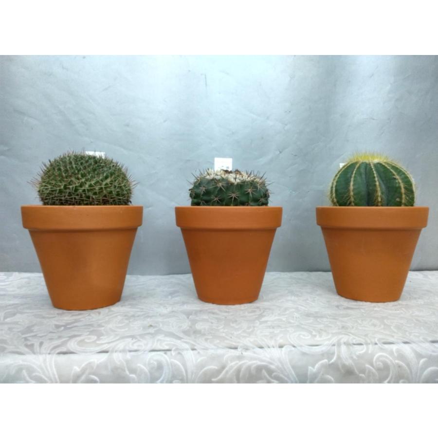 サボテン素焼き植え 大 直径８ １２ｃｍ Sabo S お花屋さん 明花園 通販 Yahoo ショッピング