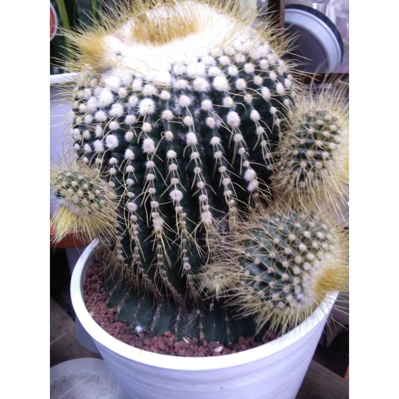 サボテン ワラシー 現品売り 高さ４７cm セラート白鉢植え 受け皿付き Saboten11 お花屋さん 明花園 通販 Yahoo ショッピング