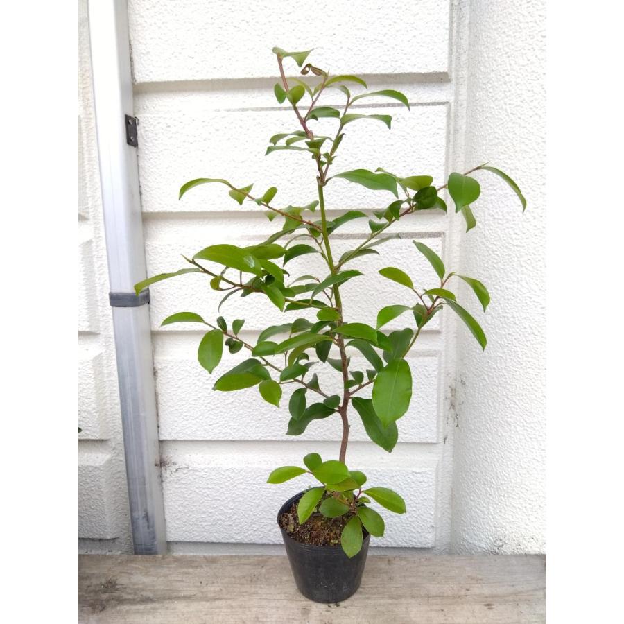 ○日本榊苗【本榊】（サカキ・さかき）5号ポット苗・根元から高さ