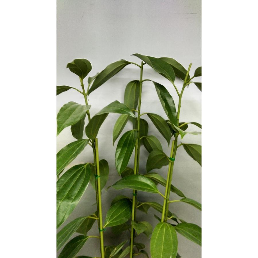 ニッケイの木 シナモンの木 ニッキの木 先端をカット３本植え 8号鉢植え85 95ｃｍ Sanamo7 お花屋さん 明花園 通販 Yahoo ショッピング