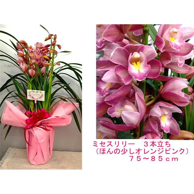 シンビジュウム3本立ち【送料無料・ラッピング料無料で4500円