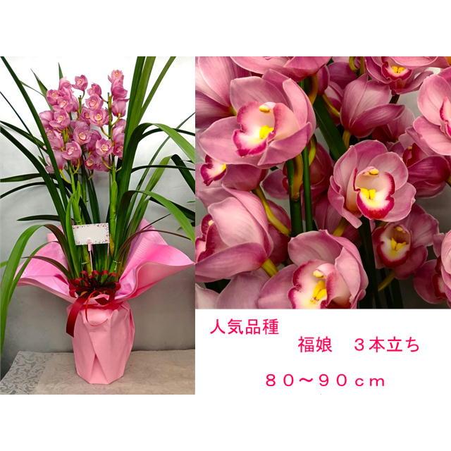 シンビジュウム3本立ち【送料無料・ラッピング料無料で4500円