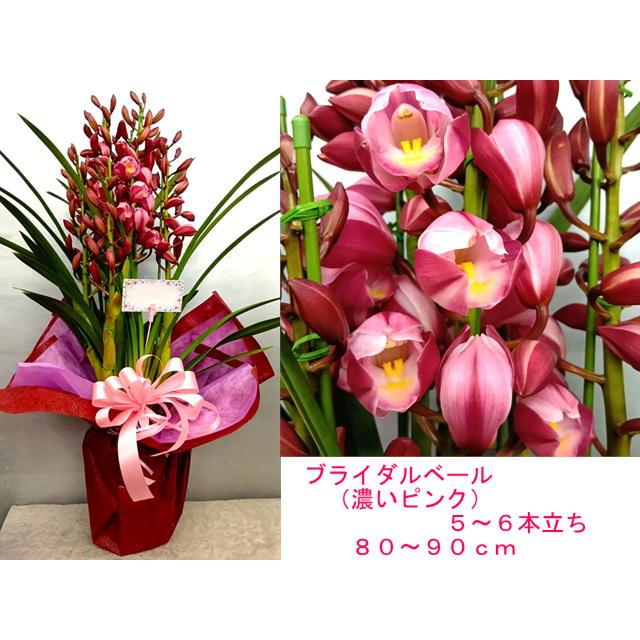 シンビジウム【ラッピング料不要】5〜6本立 80〜90cm