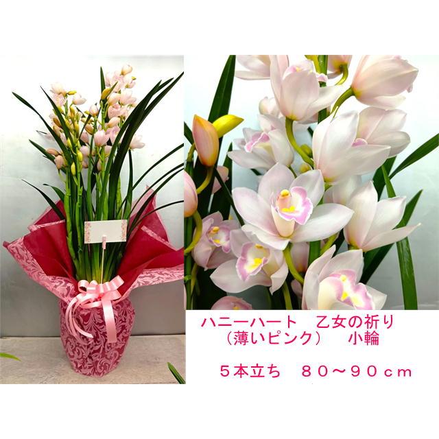 シンビジウム【ラッピング料不要】5〜6本立 80〜90cm