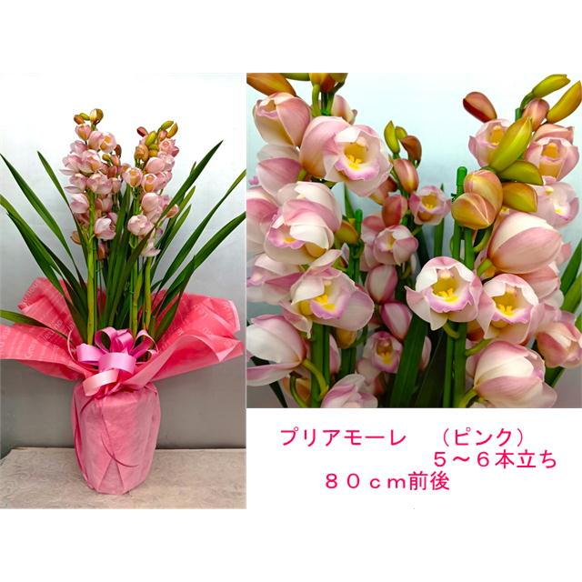 シンビジウム【ラッピング料不要】5〜6本立 80〜90cm
