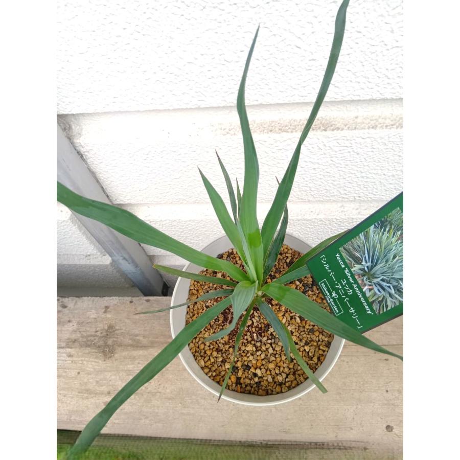 ☆ユッカ・シルバーアニバーサリー6号プラ鉢植え 鉢底から50cm : お