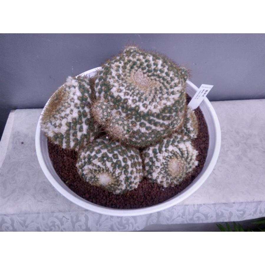 丸サボテン 唐金丸 セラアート鉢植え トゲ先まで直径３０ｃｍ 白受け皿付き Sm25 お花屋さん 明花園 通販 Yahoo ショッピング