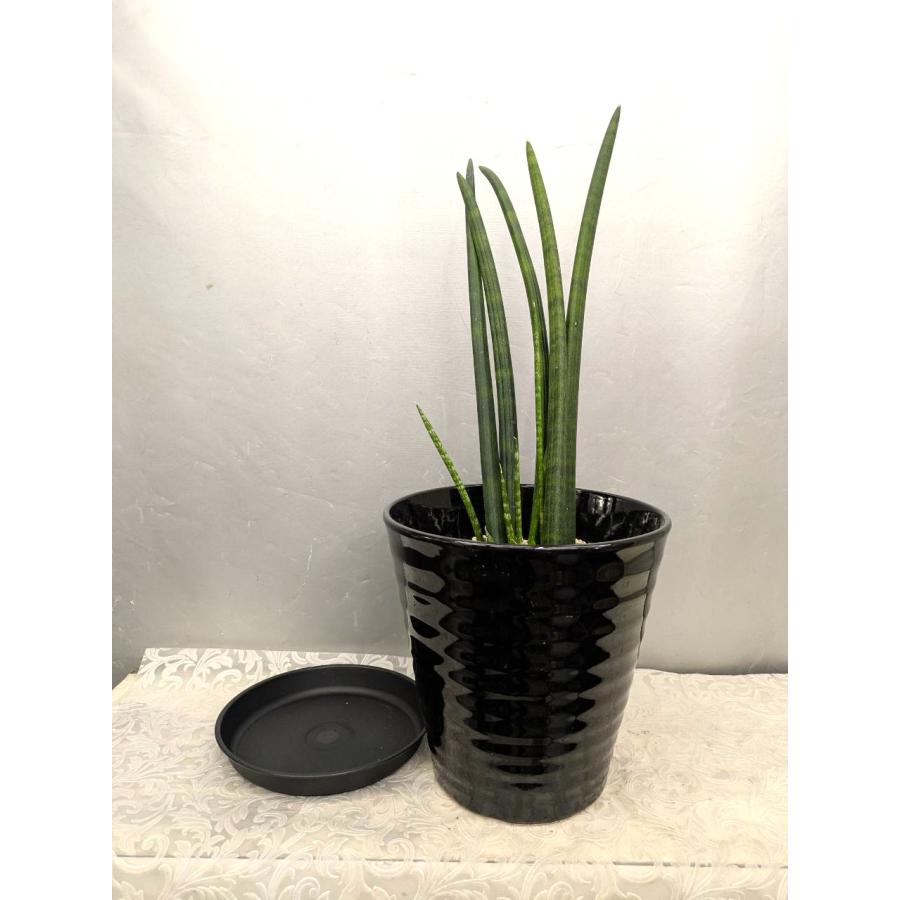 ☆サンセベリア・スタッキー60cm（5本以上立ち） 8号陶器鉢植え