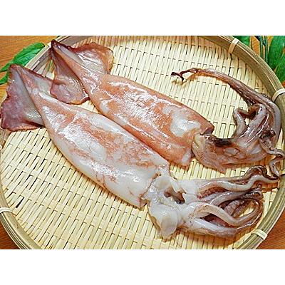 丸干しいか ３杯入り スルメイカ 一夜干しです するめいか 干物 通販 イカ一夜干し いか一夜干し 009 越前名産工房 通販 Yahoo ショッピング