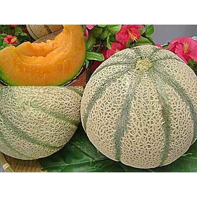 マルセイユメロン 福井県産 マルセイユ メロン１０個入り