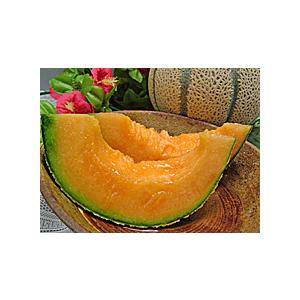 マルセイユメロン 福井県産 マルセイユ メロン１０個入り 