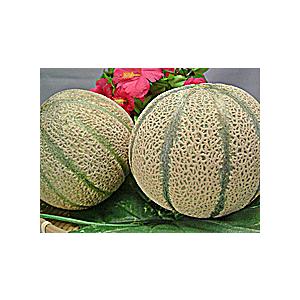 マルセイユメロン 福井県産 マルセイユ メロン１０個入り 