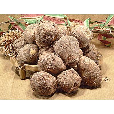 上庄の里芋（さといも）10kg入 大粒 LLサイズ2L 大きい 福井県