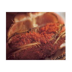 セイコガニ せいこかに 10杯 LLサイズ 各地域で呼称はセコガニ 香箱蟹 こっぺがに せこがに せこ蟹 メスガニ セコカニ こうばこがに 香箱ガニ 親ガニ セイコガニ せこがに メスガニ こうばこがに 親ガニ 　 メス