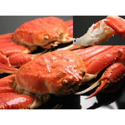 越前ガニ 通販 福井県 越前蟹 ずわい蟹 福井 越前カニ 越前がに ５Lサイズ １杯入  越前かに 通販  越前ガニ 鍋用にも エチゼンガニ