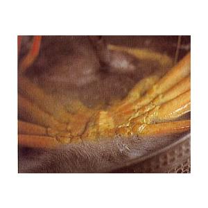 中古 越前ガニ 通販 福井 県 越前蟹 ずわい蟹 雄雌詰合ダイヤモンドセット（雄の越前かに５Ｌサイズ３杯と雌のセコガニＬサイズ１０杯）越前カニ 越前がに 越前かに 【AAA1670446540】(59670円)