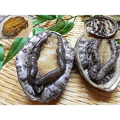 あわび 活 15個 入 アワビ 蝦夷アワビ 活アワビ 韓国産 あわび 刺身用 あわび 粥 にも 送料込 価格 鮑 鰒 蚫 代金引換決済は不可