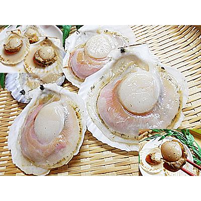 ホタテ ほたて貝 片貝 付き 80枚入 ほたて片貝 ホタテのバター焼き に 帆立 貝 ほたて 冷凍 品 帆立貝 殻付き ホタテ貝 要 加熱調理 ホタテ 殻付き